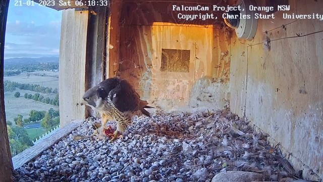 FalconCam Project~Indigo came home with a prey! Mom disturbs him 😂~6:14 am 2023/01/21 смотреть онлайн