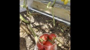 Томат «Розовый джайв». Тестирование семян. Юлиана Салуева, Санкт-Петербург