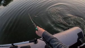 сом на квок 37 кг