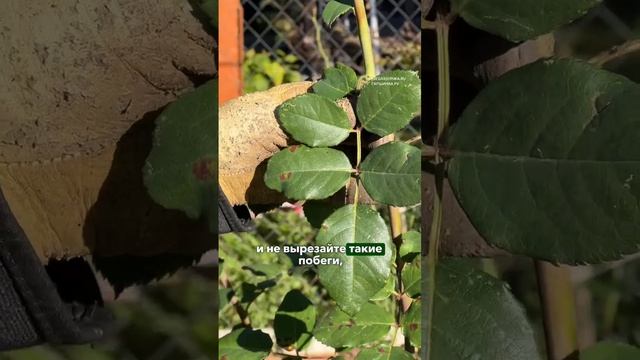 7 листьев у розы - это шиповник