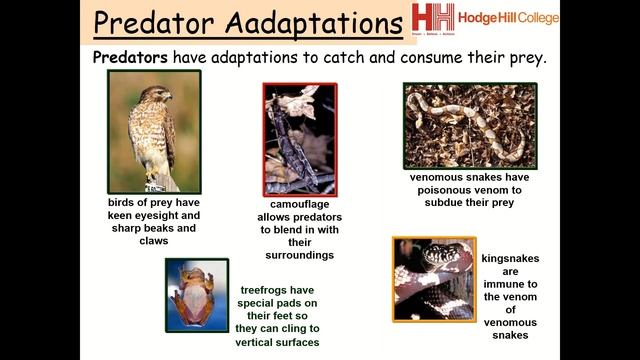 Biology - Predators and Prey смотреть онлайн