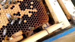 сколько маток после роения оставлять