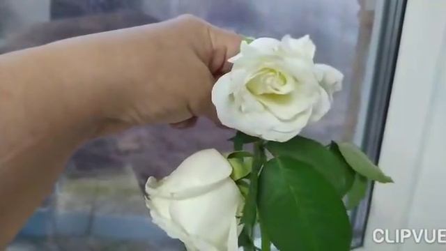 Сходили в больницу // Получили посылку // Сидим дома // смотреть онлайн