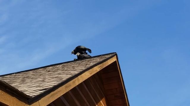 Vultures on a Roof, ***XXX Vulture Stuff*** смотреть онлайн