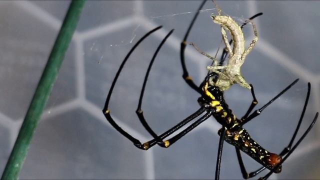 Incredible footage of the GIANT ORB WEAVER wrapping up her prey in silk смотреть онлайн