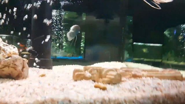 Океанариум в Анапе - Dance With Moray Eel