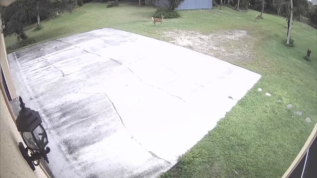 Florida Panther chasing deer смотреть онлайн
