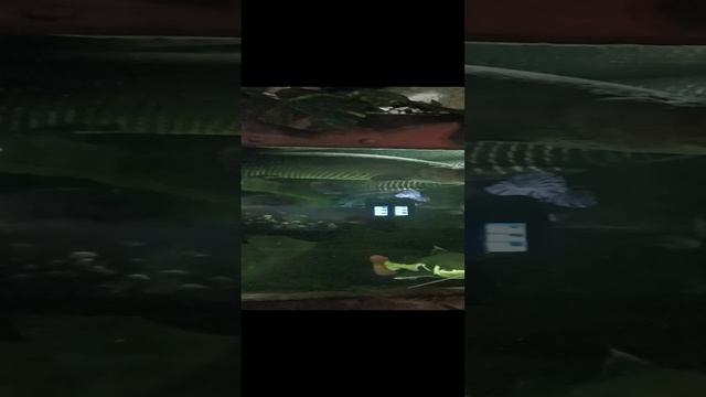 Воронежский океанариум смотреть онлайн