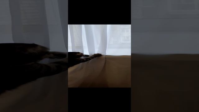 Война кота и шторы юмор