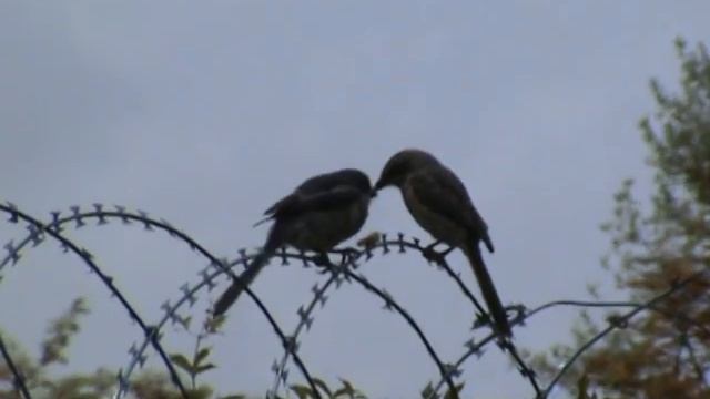 Fiscal shrike eating his prey on barbed wire смотреть онлайн