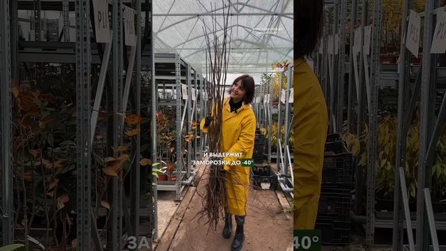 Высокоурожайный сорт груши