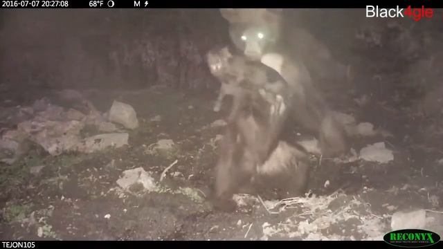 bear vs prey/bear against man,pig,cow смотреть онлайн