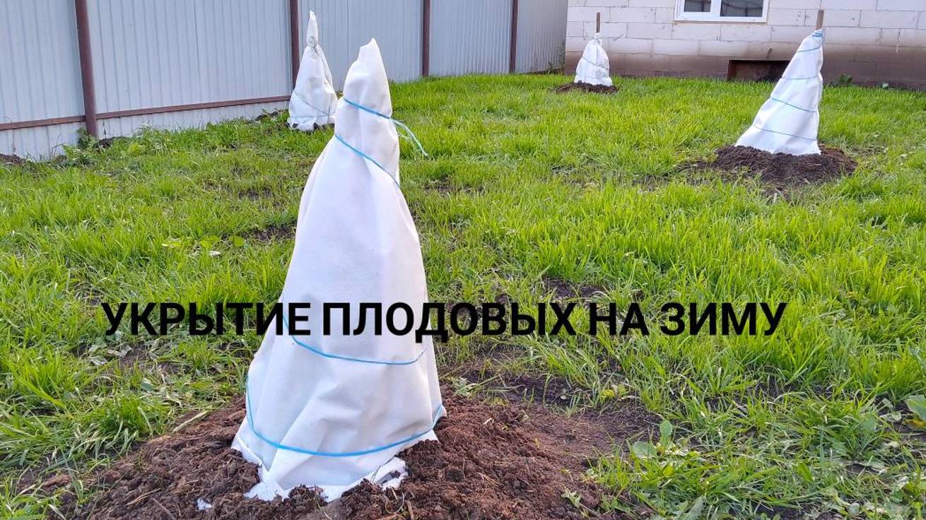 Укрытие плодовых деревьев на зиму. смотреть онлайн