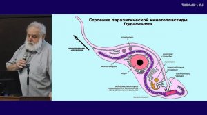 Малахов В.В. - Зоология беспозвоночных - 2. "Надцарство" Excavata