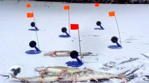 Первый лёд. Активный клёв щуки