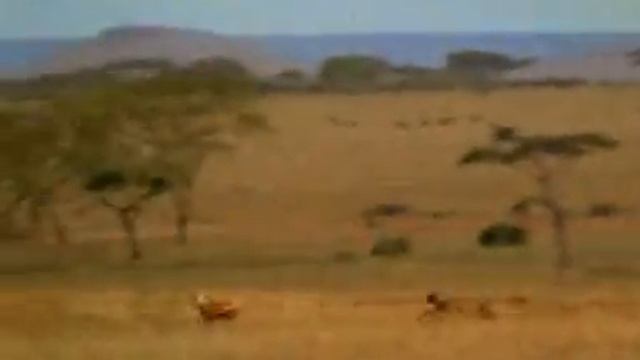 Man Steals Cheetahs Prey смотреть онлайн