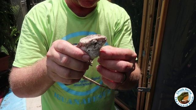 Oral Medication for a False Chameleon! смотреть онлайн