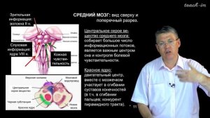 Дубынин В. А. - 100 часов школьной биологии - 1.18. Ствол головного мозга