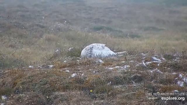 Arctic Snowy Owls ~ Male Owl Delivers Four Prey Items! Stocks The Pantry!! 😊 7.22.22 смотреть онлайн