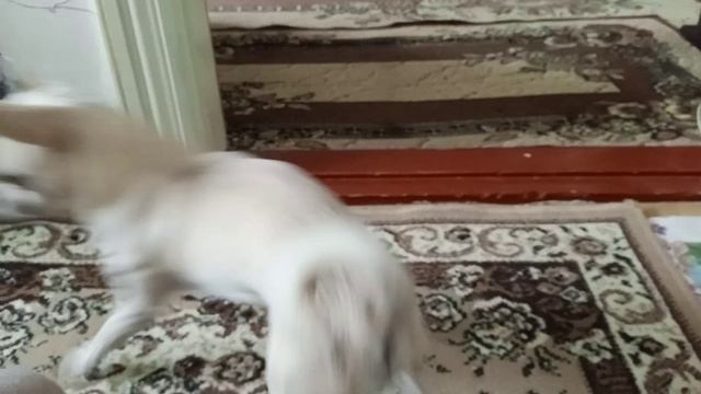 тоже собака Арчи смотреть онлайн