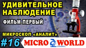 Микробы под микроскопом "Аналит". Удивительное наблюдение - Фильм первый - MICRO WORLD #16