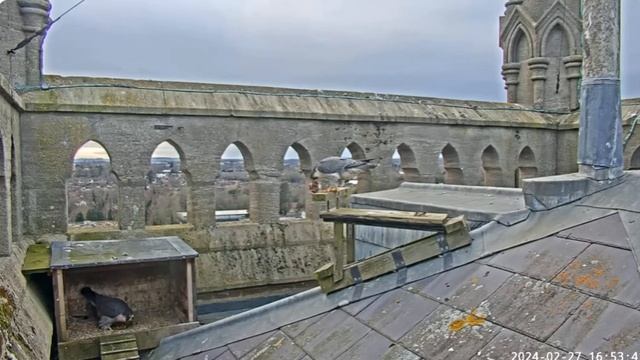 Andover peregrines. Prey for the lady 27-02-2024 смотреть онлайн