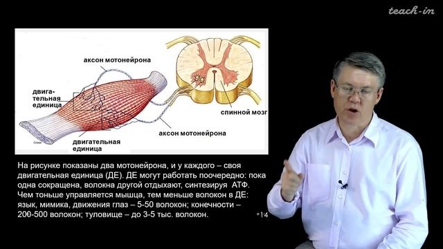 Дубынин В. А. - 100 часов школьной биологии - 1.3. Мышцы и движения