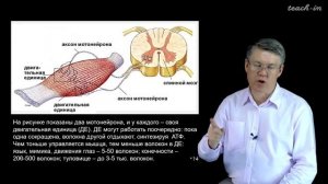 Дубынин В. А. - 100 часов школьной биологии - 1.3. Мышцы и движения