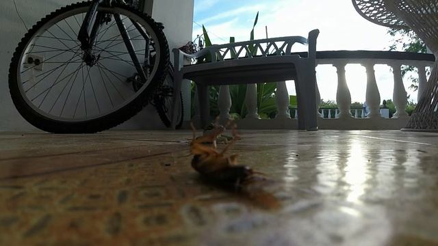 GoPro Lizard KILLED ROACH "The Predator and The Prey" смотреть онлайн