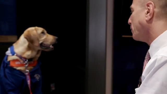 WATCH: Last night was ruff for the New York Mets…so here’s a puppy! смотреть онлайн