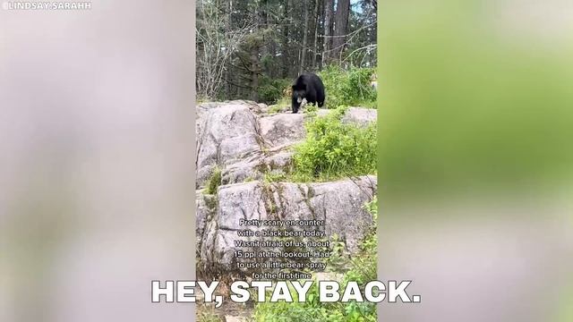 If You're Scared of Bears, Don't Watch This Video! смотреть онлайн