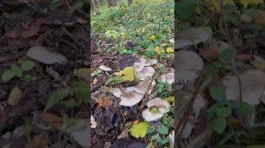 УВИДЕЛ КРАСОТУ, НО НЕ ВЗЯЛ! ПОСЛЕДНИЕ ГРИБЫ ОКТЯБРЬ