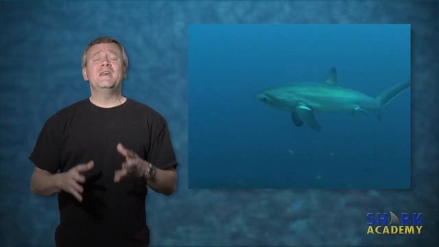 Thresher Shark | SHARK ACADEMY смотреть онлайн