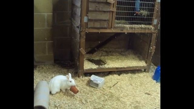 Maigold Class visit Heaven's Gate Animal Rescue Centre смотреть онлайн