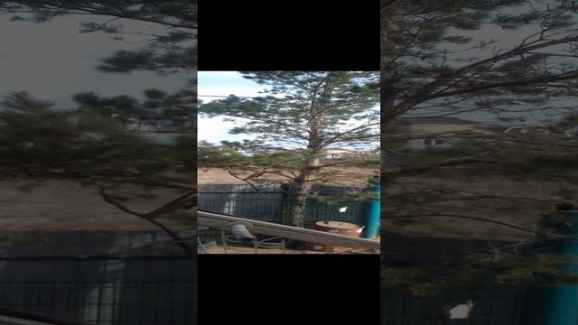 🤷👩🎓🤗Покормите птиц , особенно зимой.#кормушкадляптиц #братьянашименьшие