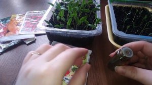 Семена перца. Когда сажать, как обработать и подготовить к посадке семена.