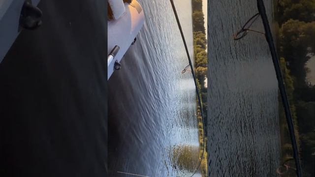 сом на квок