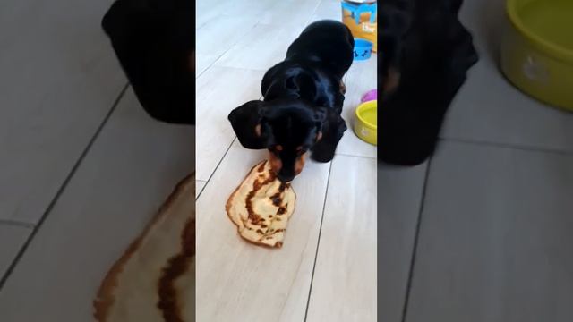 таксёнок ест блины смотреть онлайн