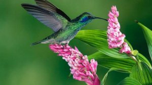 Великолепные КОЛИБРИ. Музыка из к/ф "ЦЫГАН". Magnificent HUMMINGBIRDS.