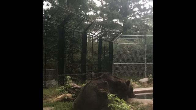 Saskatoon Zoo... ( Sunday Bonding ) смотреть онлайн