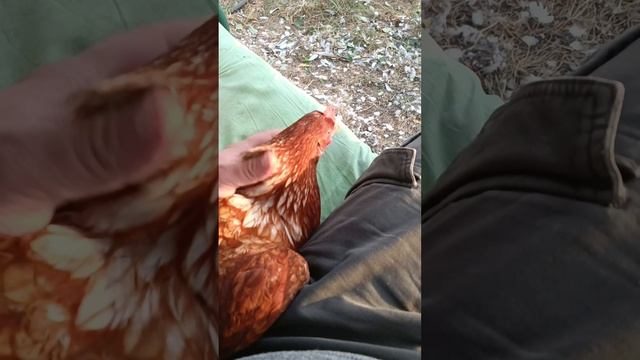 Курвоеды, разгуливающие на свободе смотреть онлайн