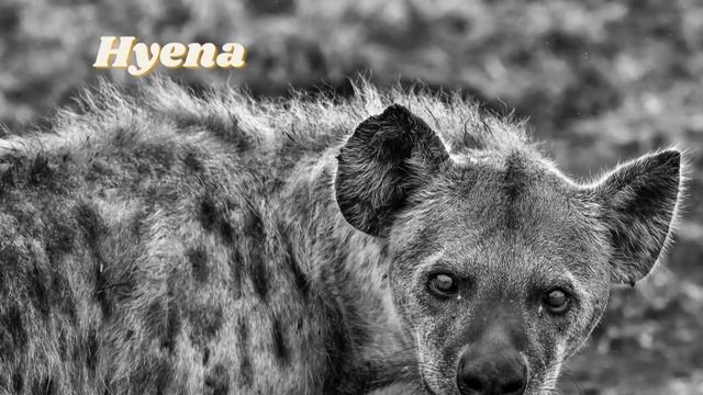 Lion Vs Other Predator - Wild Life #lion #predatorhuntinggrounds #prey смотреть онлайн