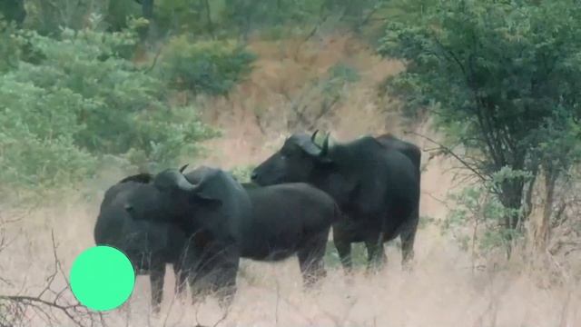 The INCREDIBLE Escapes of PREY Animals Using Their HORNS Against PREDATORS смотреть онлайн