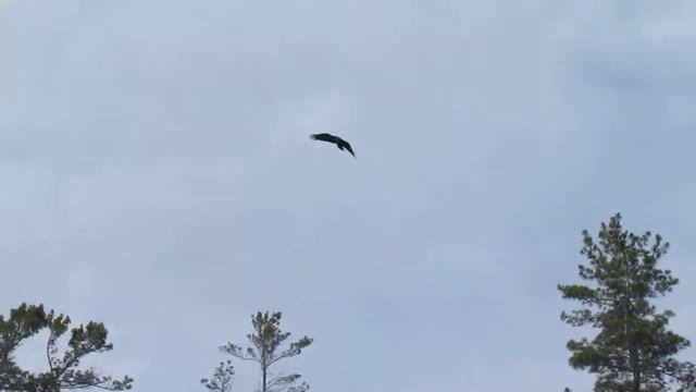 Bald Eagle Circling смотреть онлайн