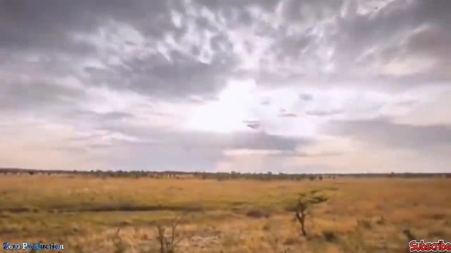 Hyena failed to steal prey from cheetah - python vs mongoose, lion vs crocodile,buffalo,hyena... смотреть онлайн