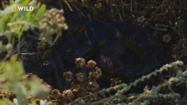 Yılan Adası Vahşi ve Ölümcül Nat Geo Wild Yabancı Film Türkçe Dublaj izle смотреть онлайн
