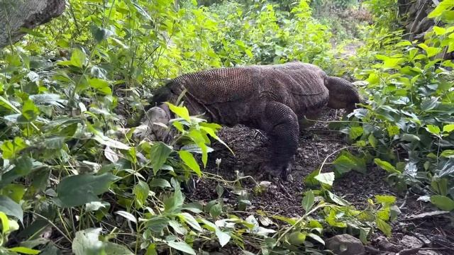 The Most Ferocious Animal When It Eats Its Prey [Komodo Dragon Swallows a Large Goat] смотреть онлайн