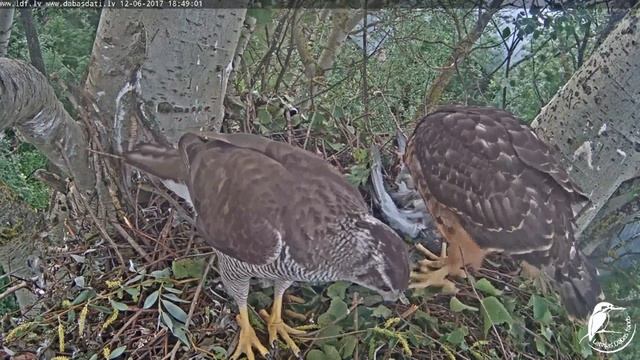 2017/06/12 18h48m Latvian Goshawk~Prey Is A Dove~