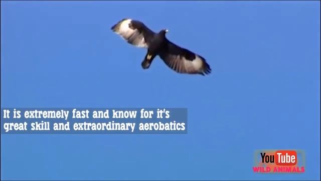 Top Birds Of Prey Attacks | Golden Eagle | Bald Eagle | Osprey | Peregrine Falcon | Great Grey Owl смотреть онлайн