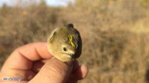 Ловля певчих птиц обзор от 15.10.24